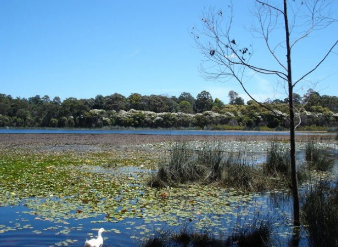 Glenbrook Native Plant Reserve and Nursery, Glenbrook, New South Wales, Australia, Australia